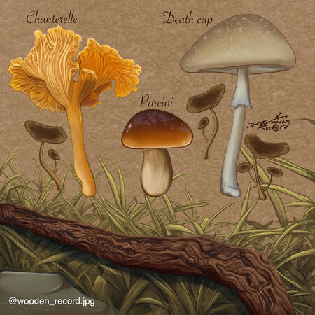 Fungi :)